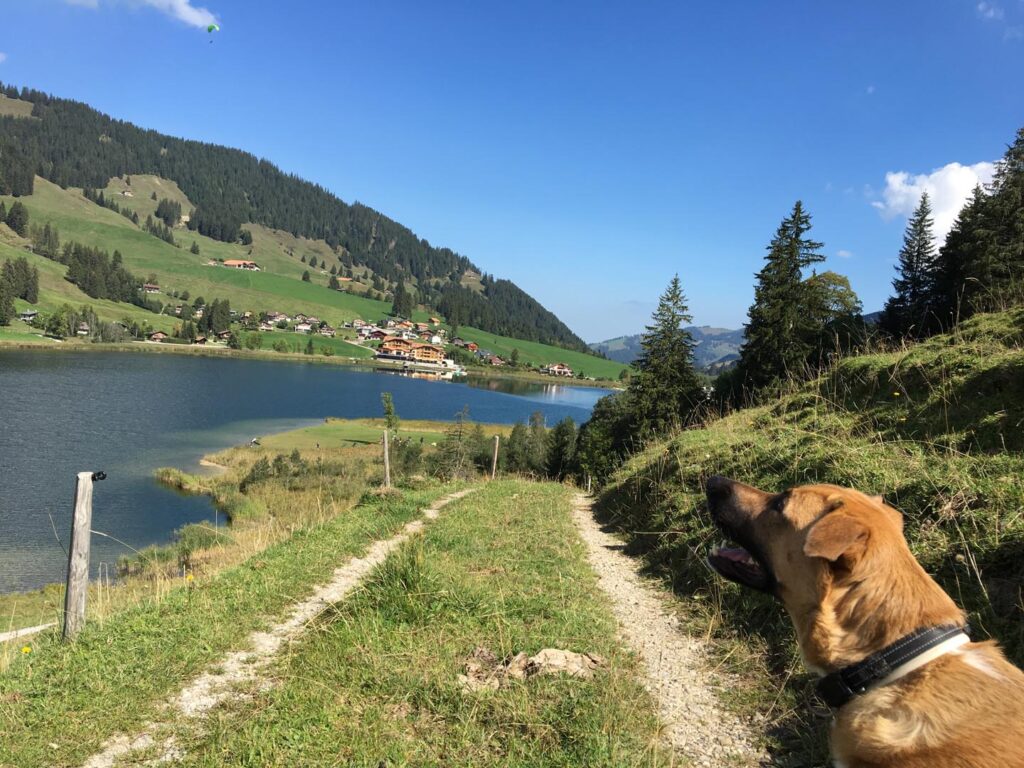 Dog walk Schwarzsee Panorama